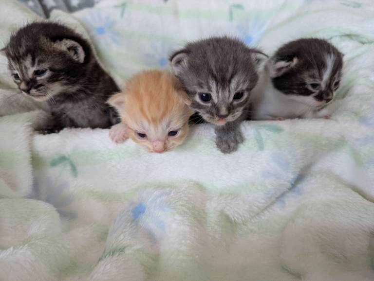 Purr fect pretty kittens..well handled.wormed.litter trained