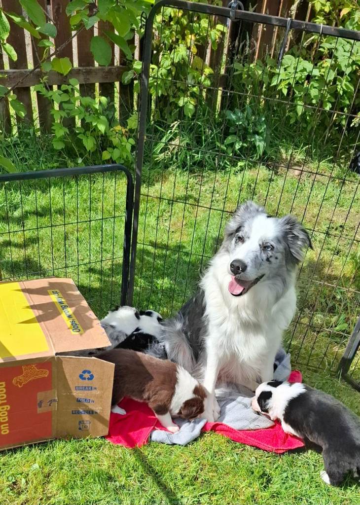 Border Collie Puppies Rare colour Lilac Blue Merle, Chocolate tri colour Unique European & RKC Lines