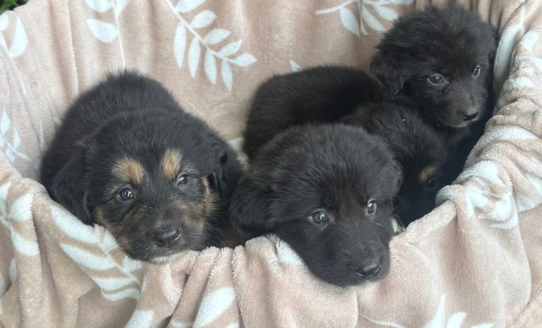 Gorgeous puppies 