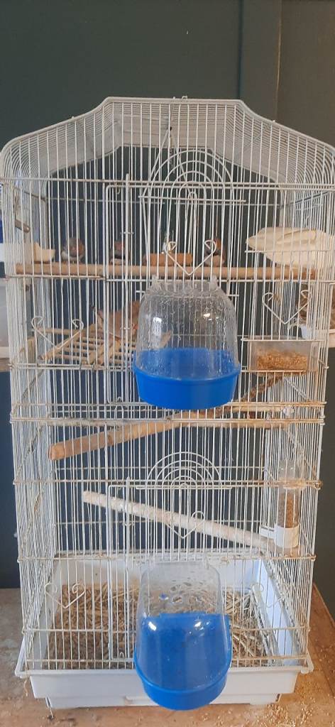 Zebra finches