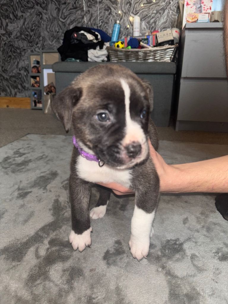 10 puppies ready for there forever homes 