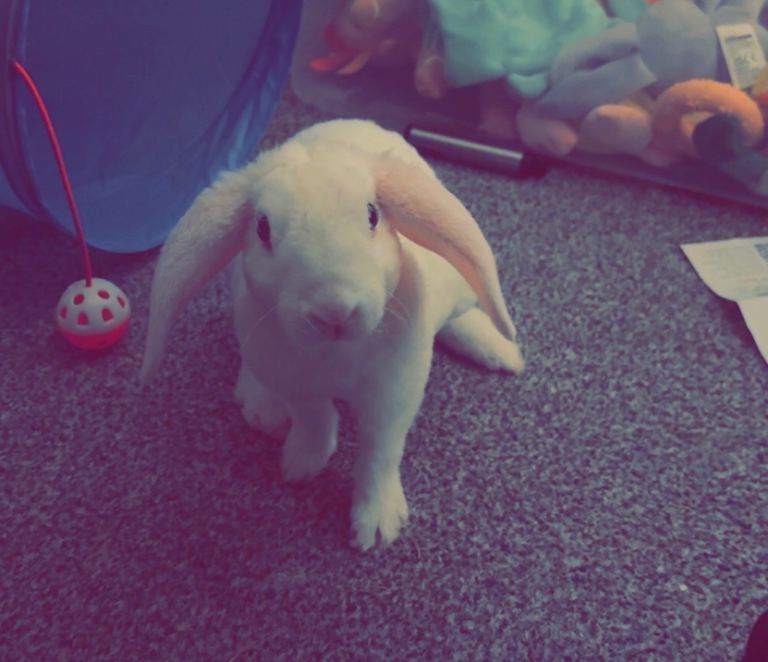 Female rabbit
