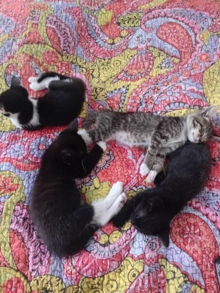 Kittens 2 month old