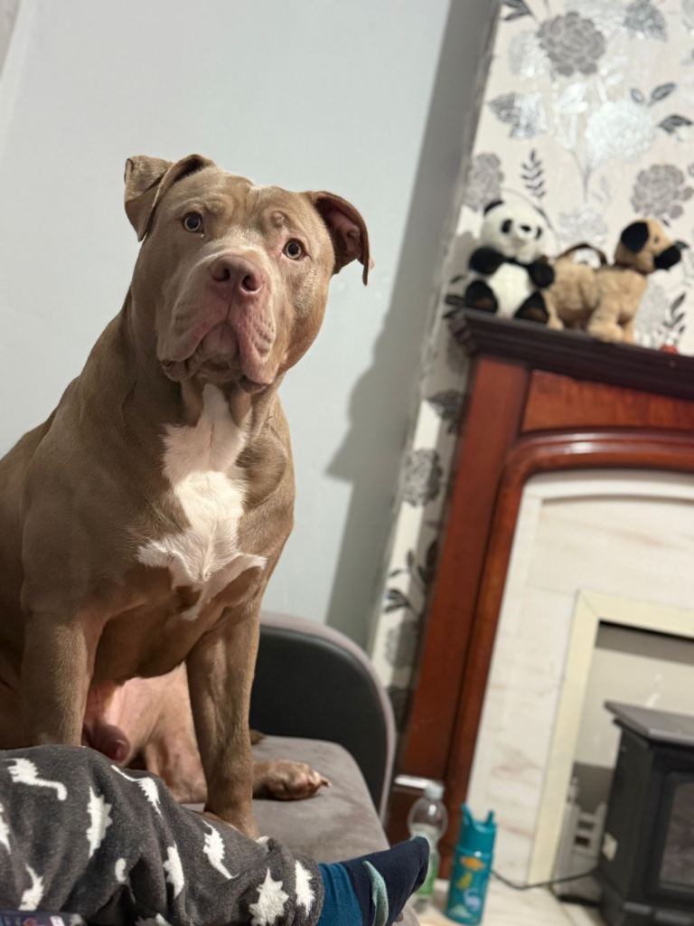 A friendly dog for sell