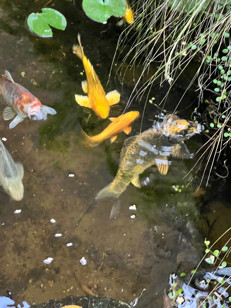 Well cared for Koi