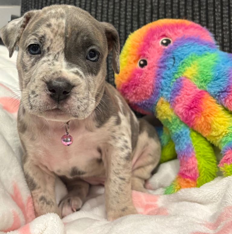 Beautiful cane corso puppies 