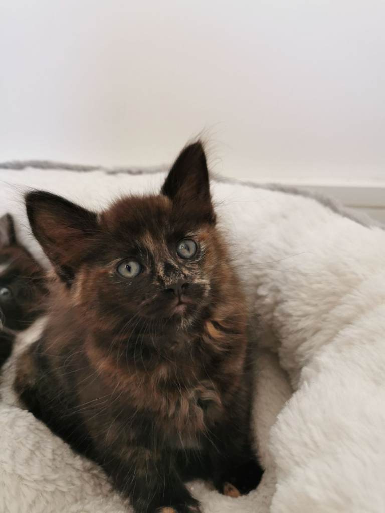 Lovely kittens looking for a new home