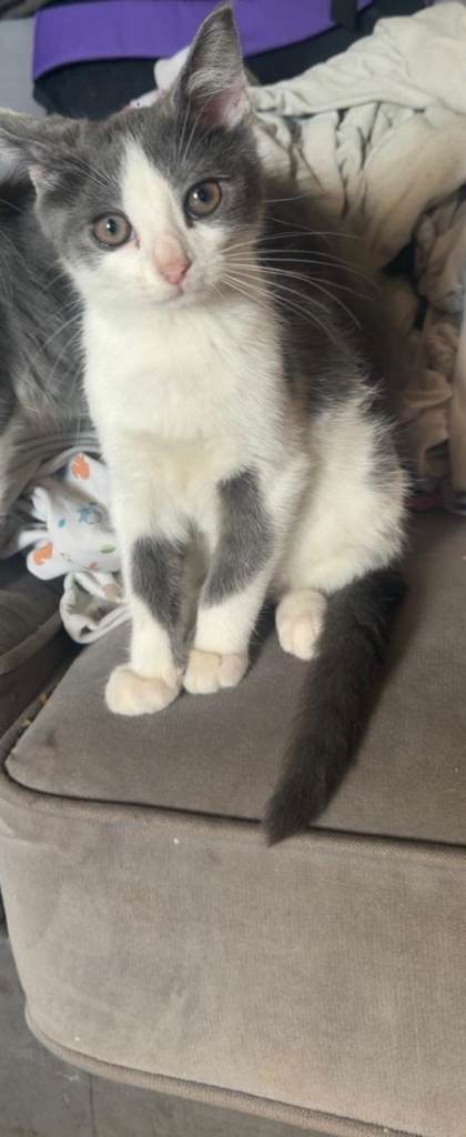 Male kitten 