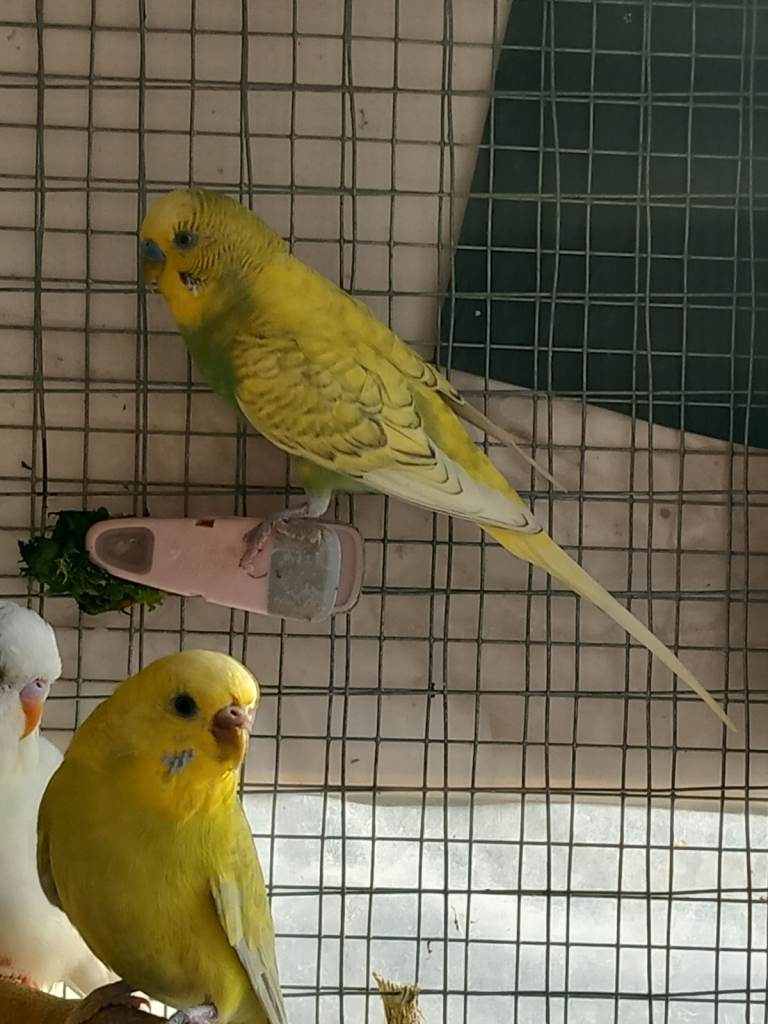 Budgies