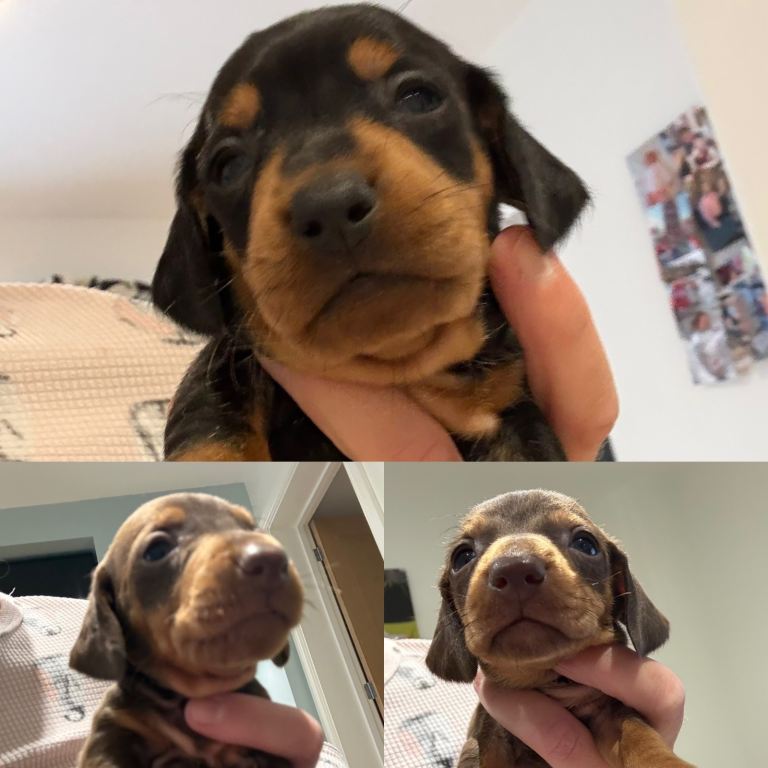 Ready to leave! Last 3 Purebred Miniature Dachshunds