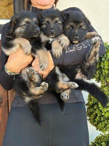 German Shepherd Puppies Available – Deposits Being Taken Big dogs as only 3 weeks old in the picture