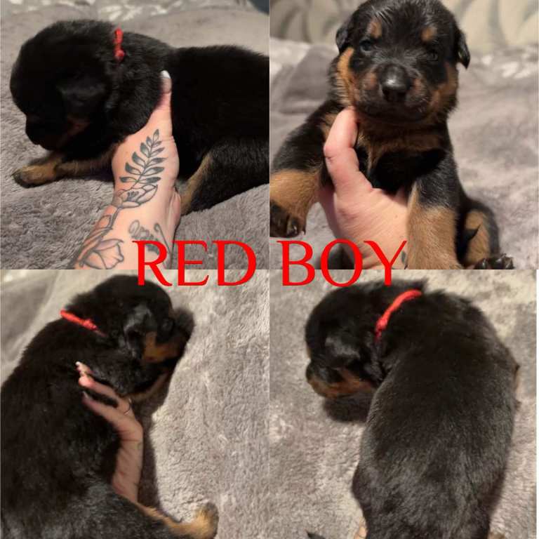 Rottweiler puppies