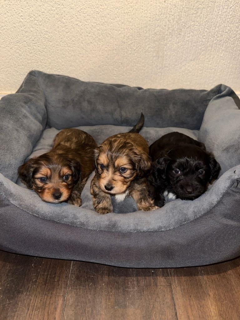 Corkiepoo pups for sale 🫶🏽