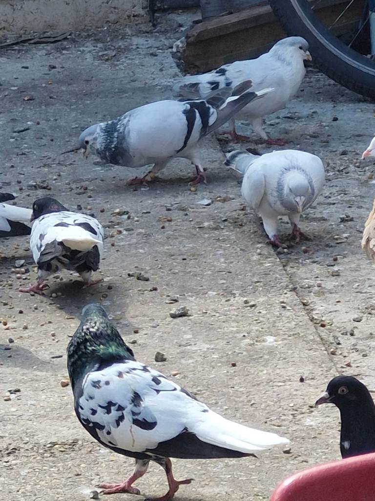 Pure breed Afghan pigeons for sale only 50