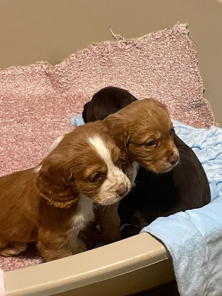 Cocker spaniel puppies