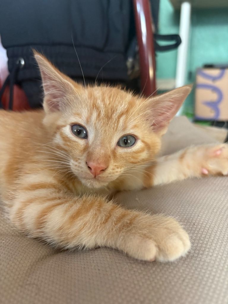 4 gorgeous kittens 