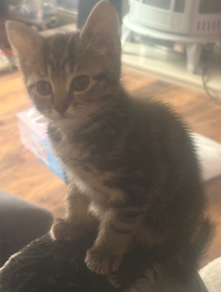 Kittens for sale