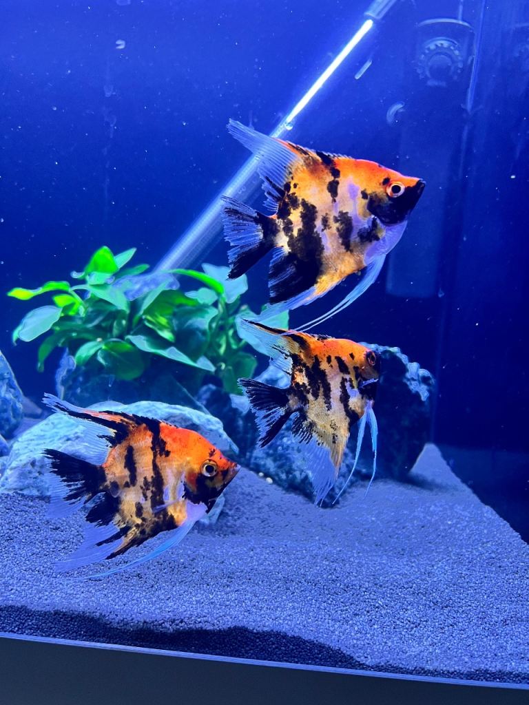 Oscars, Polleni, Angels, Plecos, Geo’s, Sev, Cory’s, Tank etc