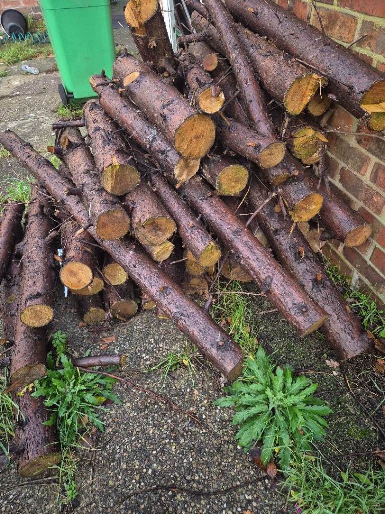 Free wood, conifer tree .