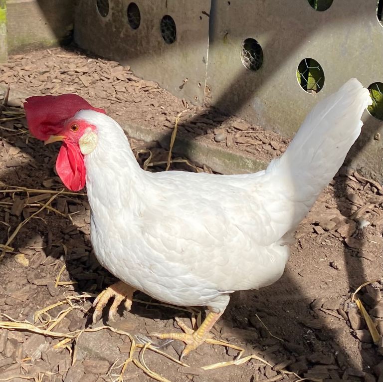 Point of Lay chickens - pullets - hens 