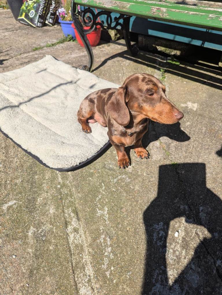 Miniature Dachshund 