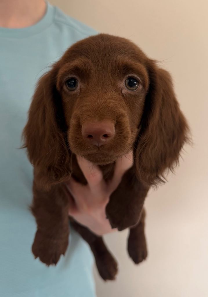 Longhaired miniature dachshunds 