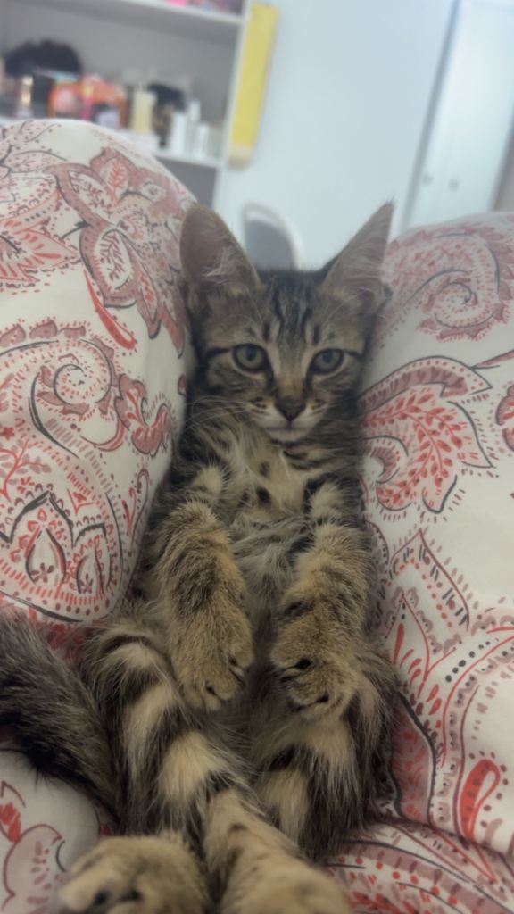 Adorable Tabby Kitten Looking for a Loving Home