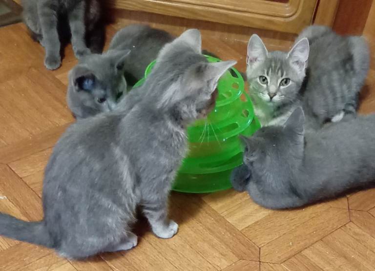 British shorthair kittens. 