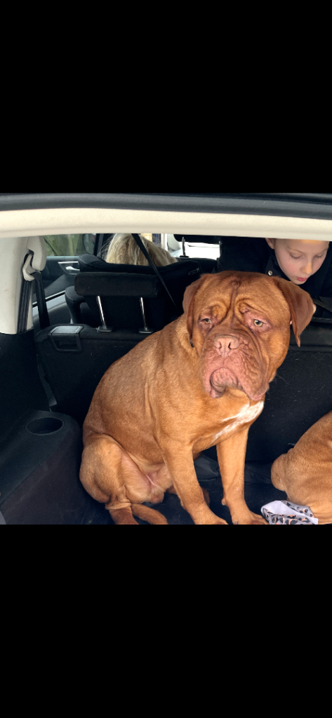 Kc registered male dogue de Bordeaux 