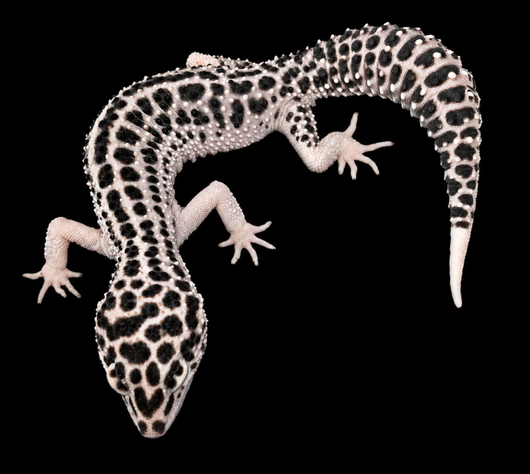Leopard Gecko, Super Snow, Eclipse, Het Tremper Albino