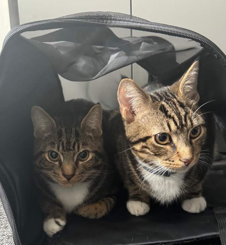 2 Cats 
