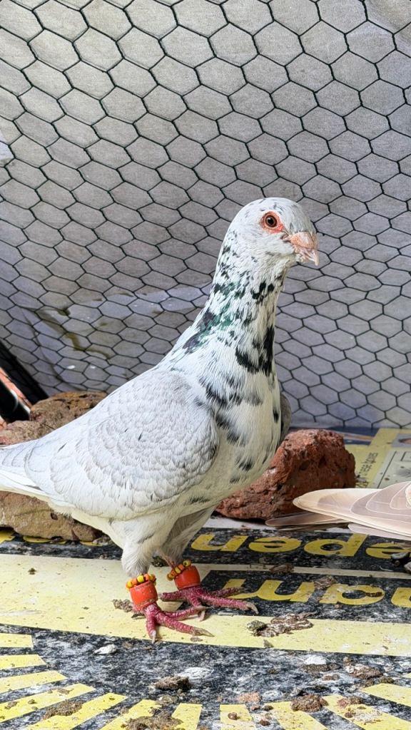Syrian pigeons for sale 100£ each 