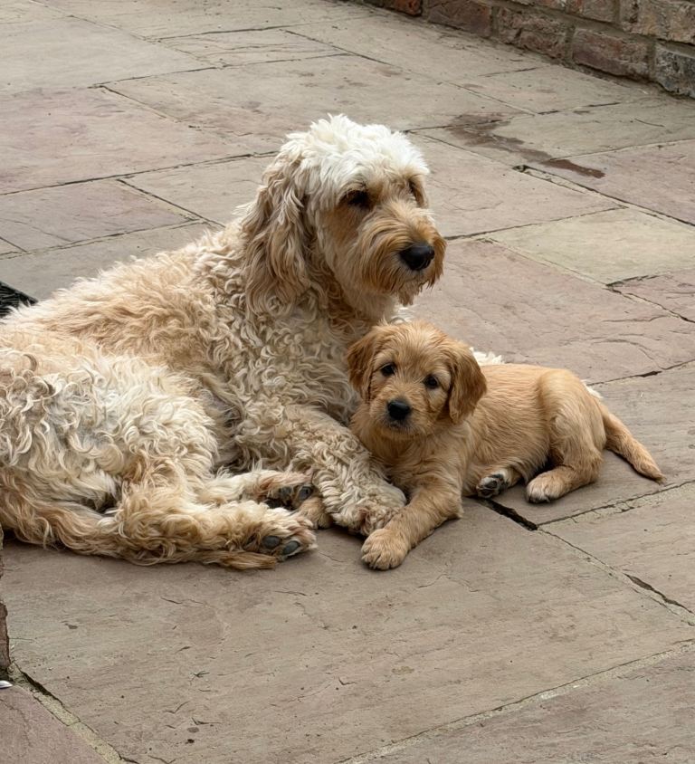 Goldendoodles ** 2 Girls Left ** ready to leave next week!! 