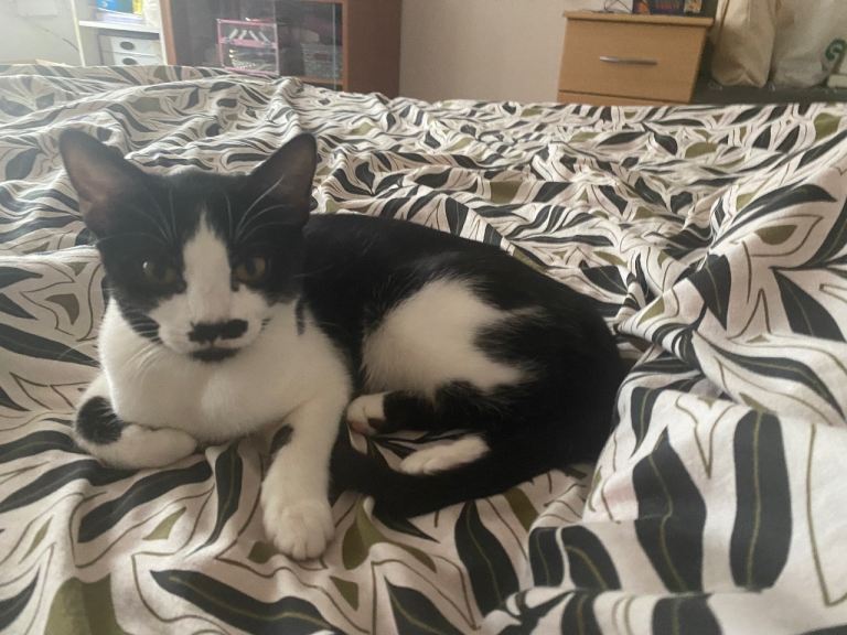 Sweet little female kitten in need of a loving family 