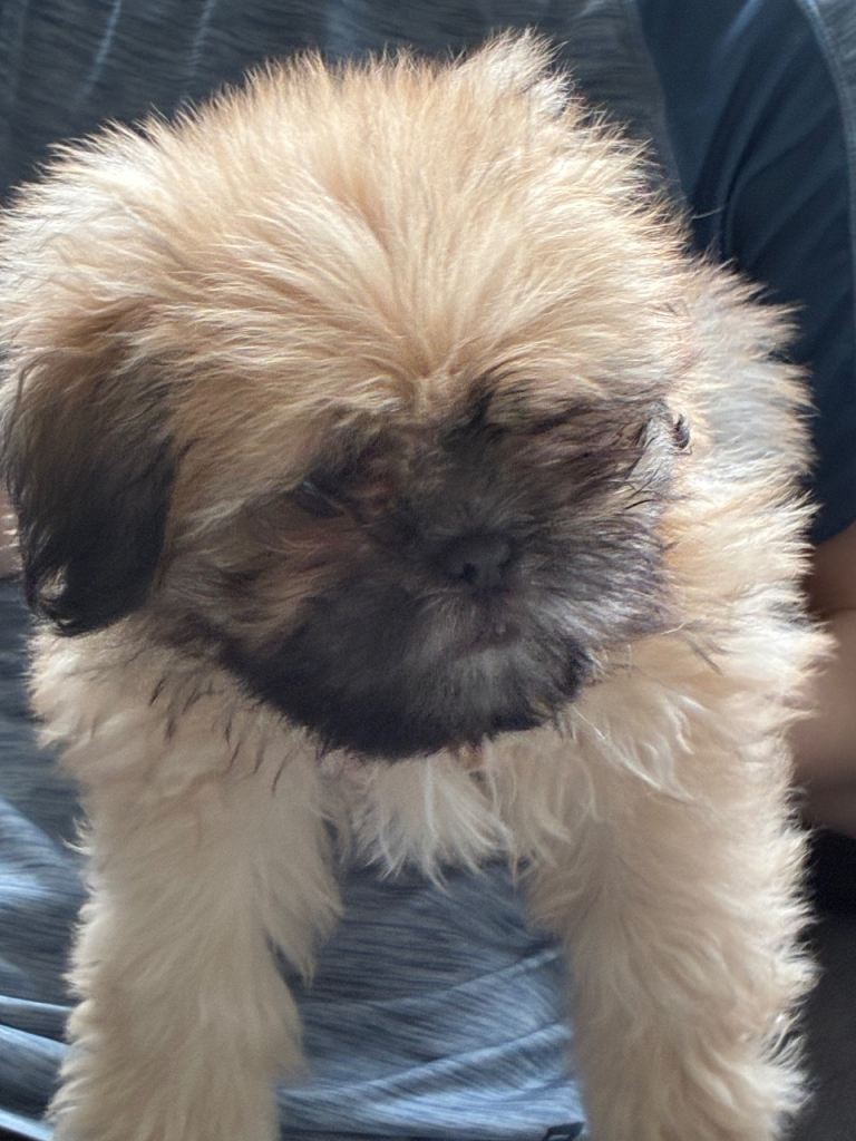 3 month old male shih tzu