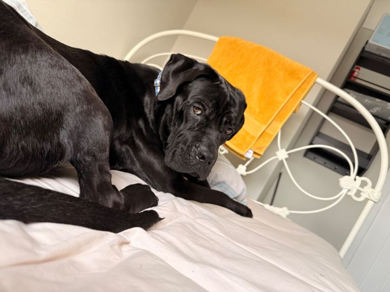 Experienced home needed for 21 month old cane Corso/presa Camaro mix