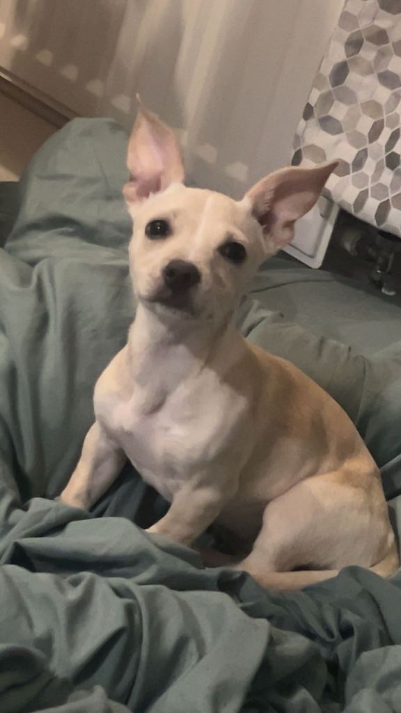 (SOLD) 15 week old Frenchie x Jack Russell