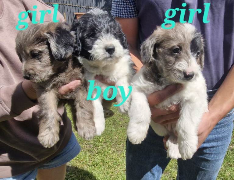 3 beautiful little Jackapoo pups 
