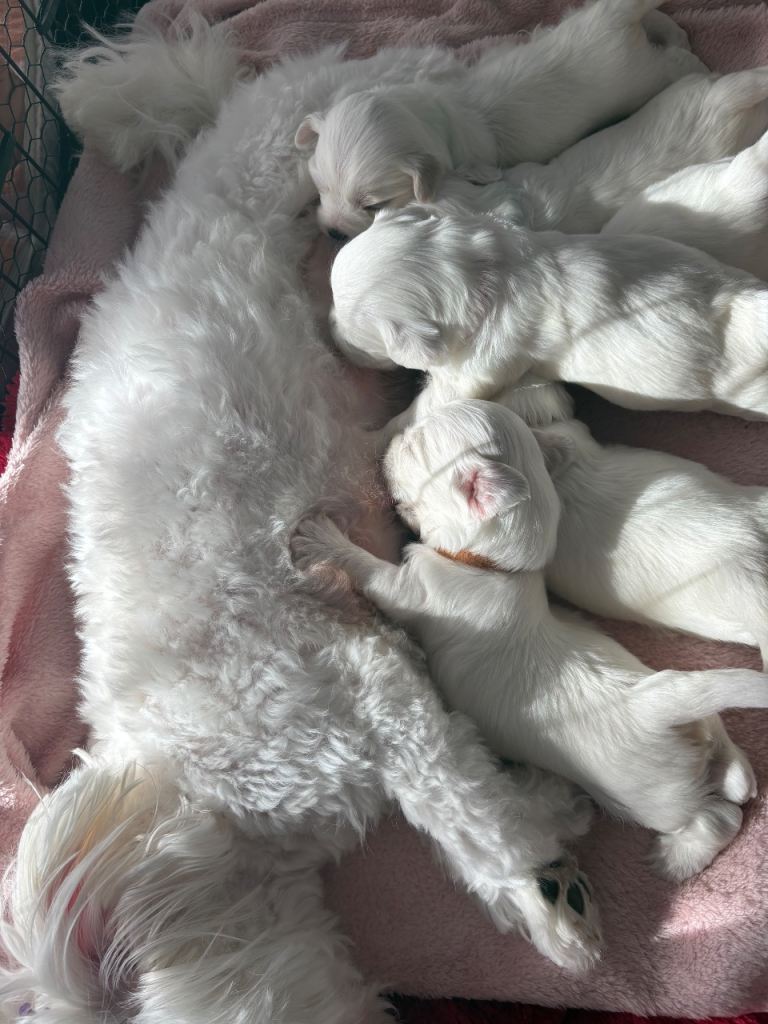 Maltese puppies