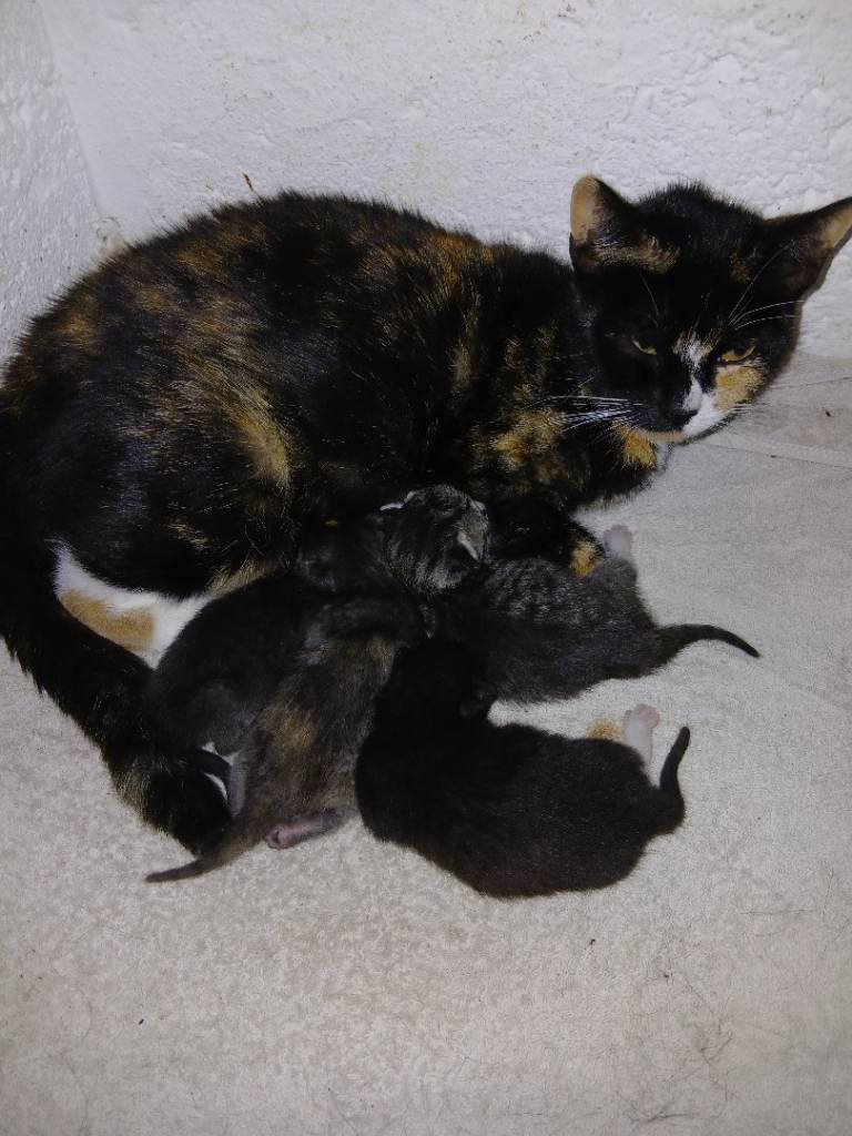 Kittens