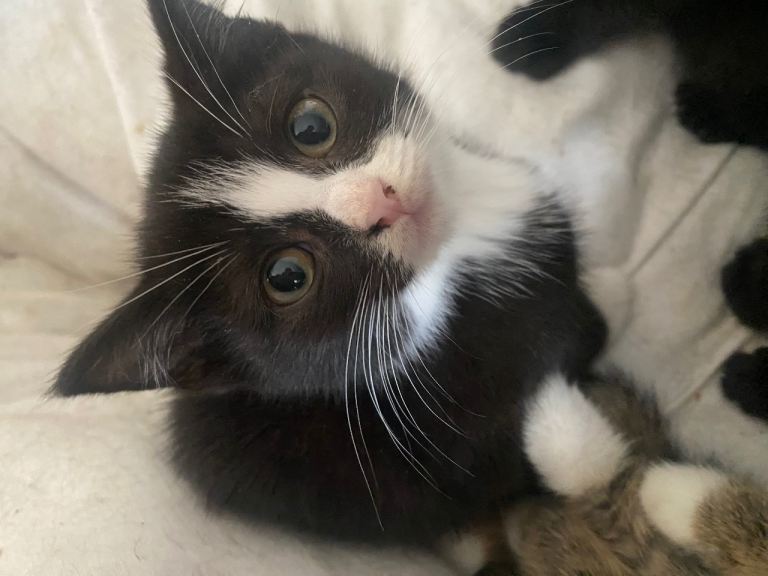 4 Beautiful BSH Kittens