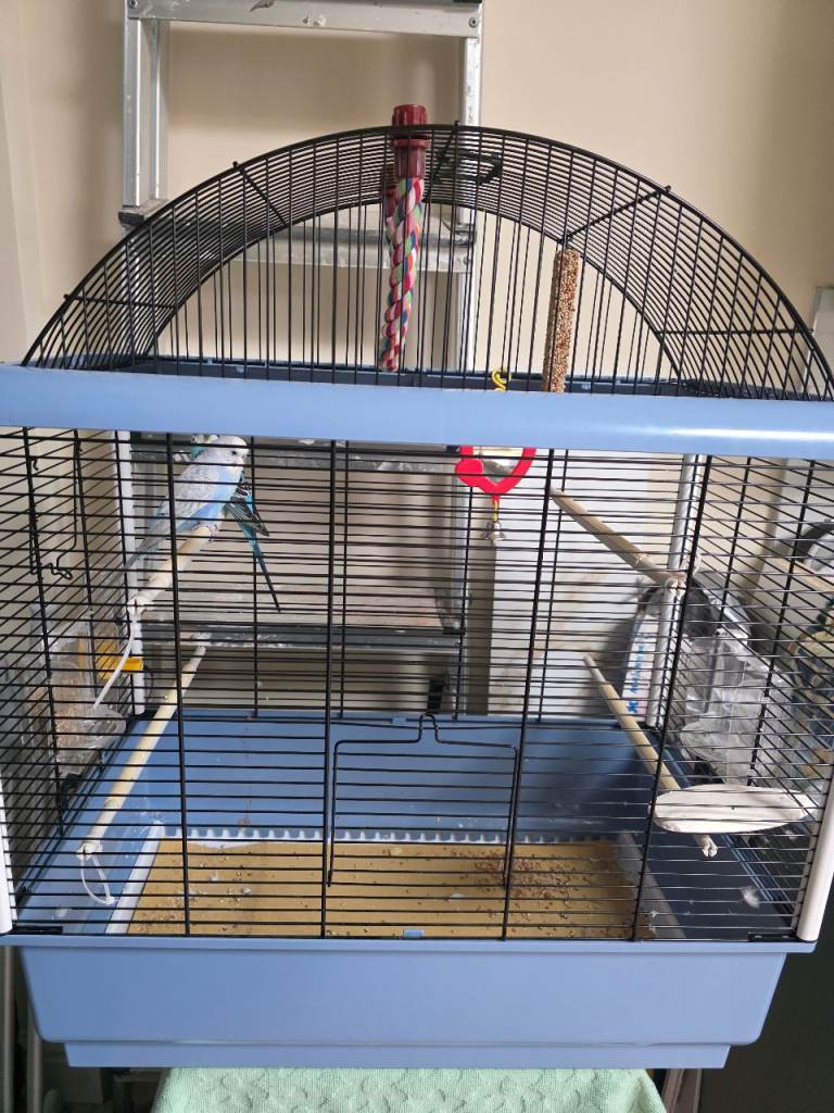 Bird Cage