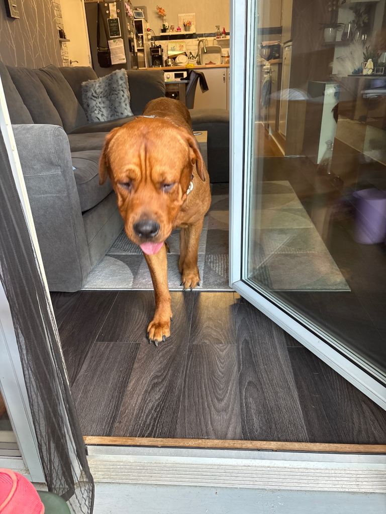 Bear in need of new home