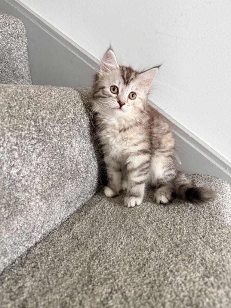 kitten 