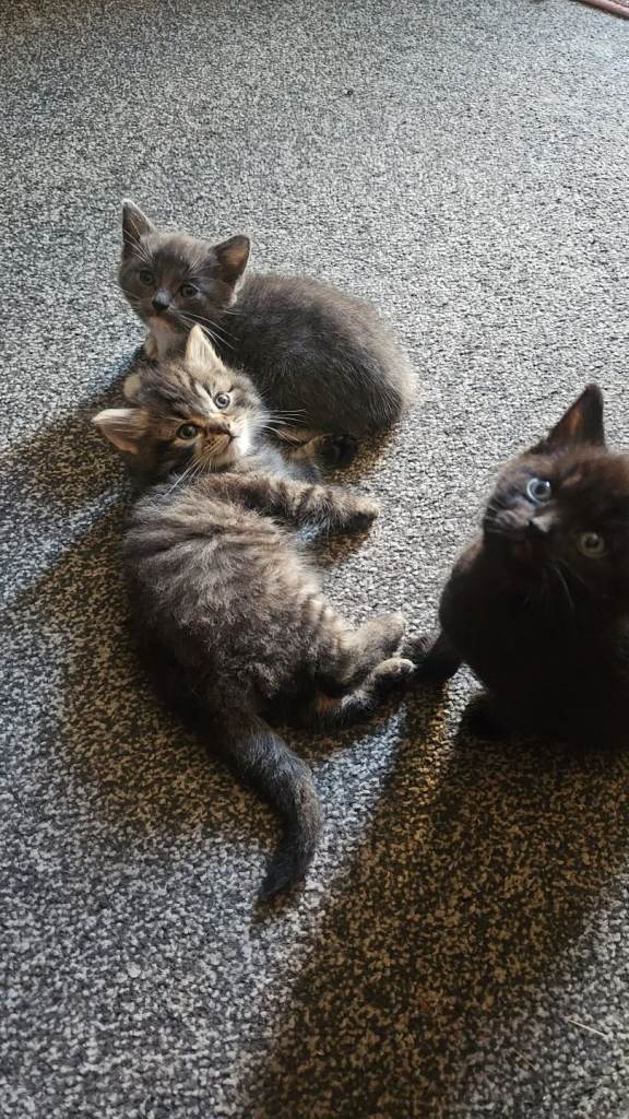 2 Gorgeous Kittens For Sale