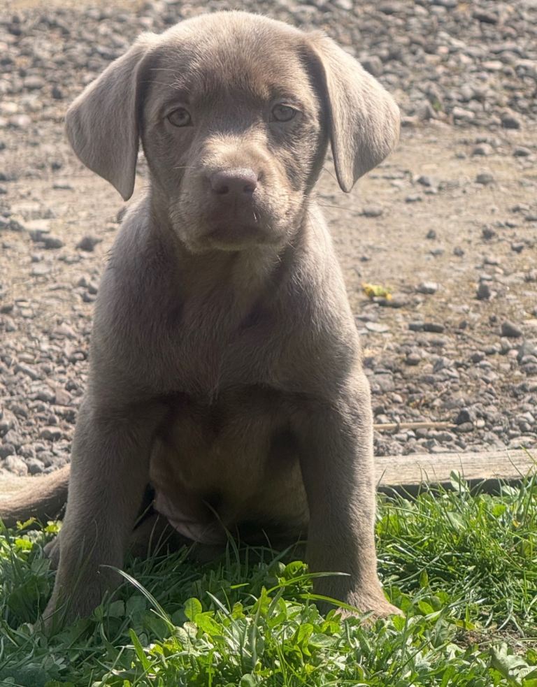 Chunky silver lab puppies 