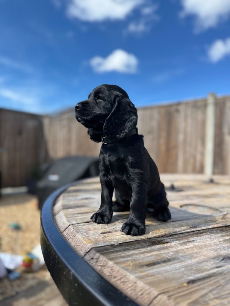 4x black cocker spaniel puppies -Fully vaccinated 