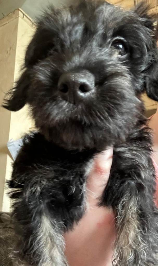 Jackadoodle pups