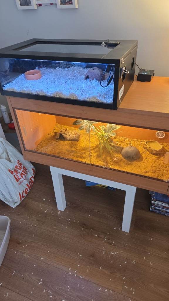 Carolina corn snake 2 months old + full set up
