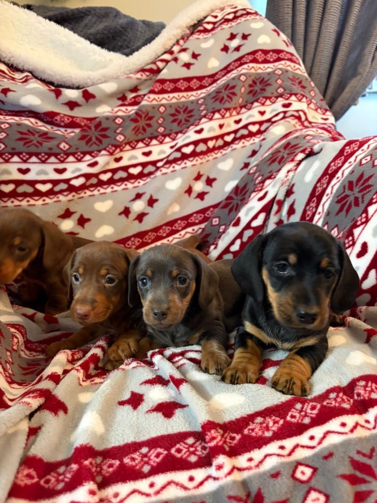 Dachshund Puppies